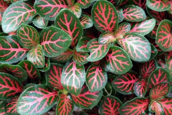 网纹草的浇水方法,春季需水量最大