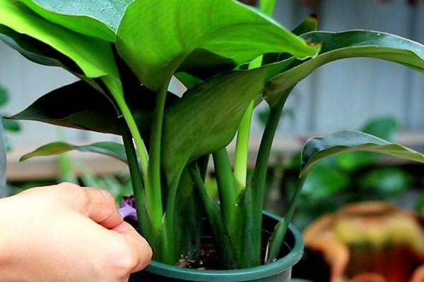 天堂鸟新芽长不出来怎么办,要保证充足的光照