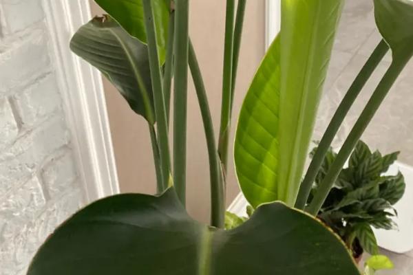 天堂鸟新芽长不出来怎么办,要保证充足的光照