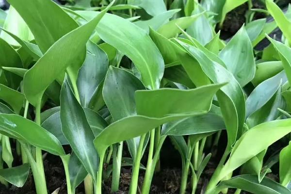 天堂鸟新芽长不出来怎么办,要保证充足的光照