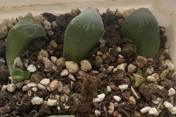 雨露多肉的扦插方法,最好是在春秋两季进行