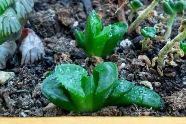 雨露多肉的扦插方法,最好是在春秋两季进行