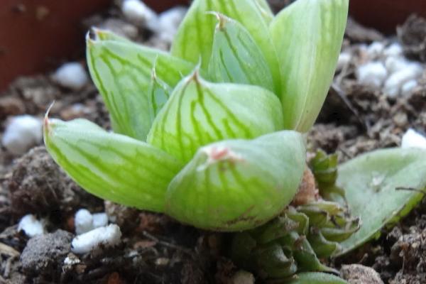 雨露多肉的扦插方法,最好是在春秋两季进行