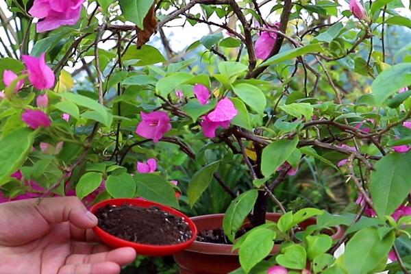 三叶梅的繁殖方法，可采用扦插繁殖、高压繁殖等方式