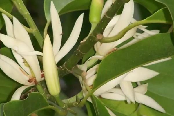 白兰花不开花的原因，可能是光照不足或者养分不足