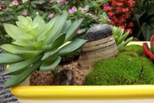 多肉盆应该多深才合适，七八厘米深的花盆为佳