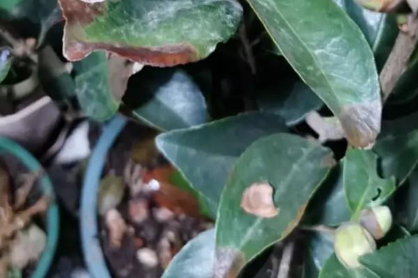 茶花叶子长锈斑的原因,可能是感染真菌性的病害