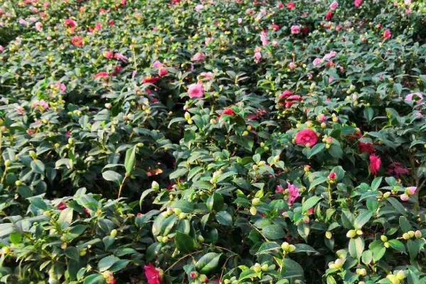 茶花叶子长锈斑的原因,可能是感染真菌性的病害