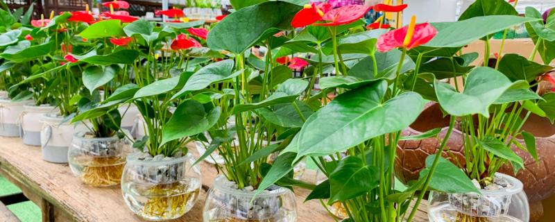 如何水养红掌，首先需确保水质清洁