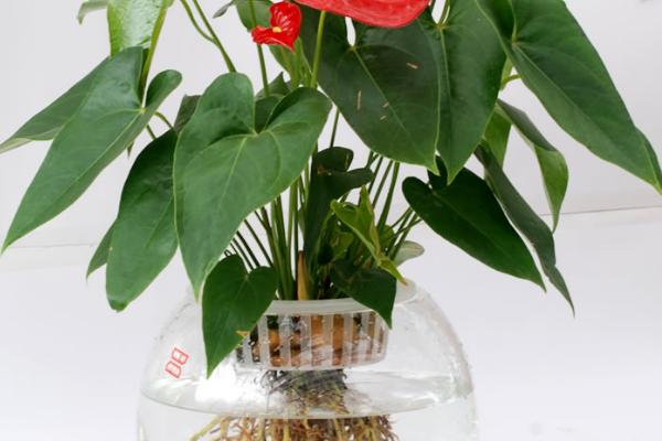 如何水养红掌,首先需确保水质清洁