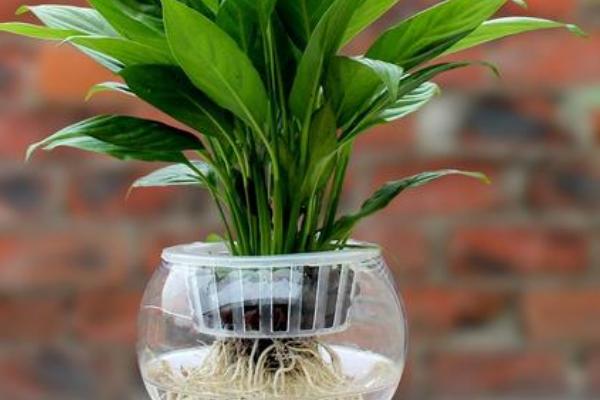 如何水养红掌,首先需确保水质清洁