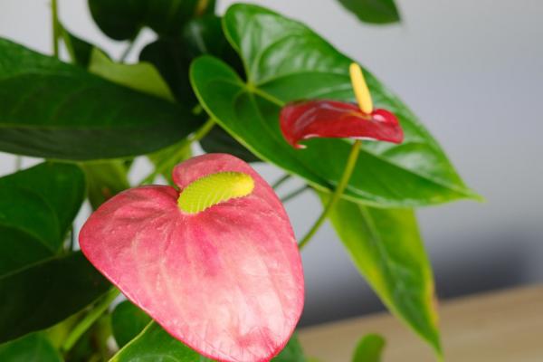 如何水养红掌,首先需确保水质清洁