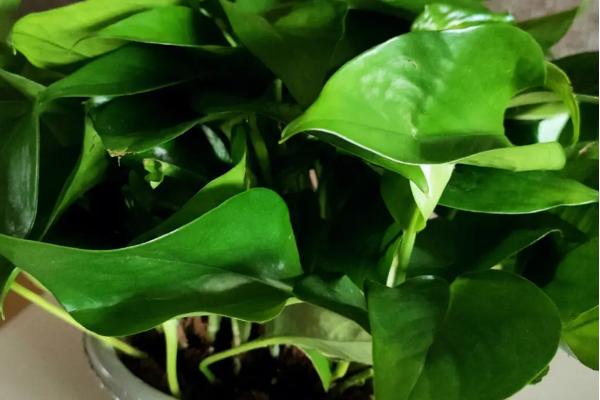 绿萝如何安全过冬,冬季可暂停施肥