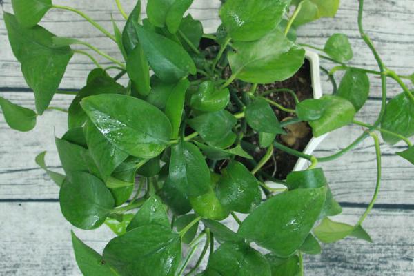 绿萝如何安全过冬,冬季可暂停施肥