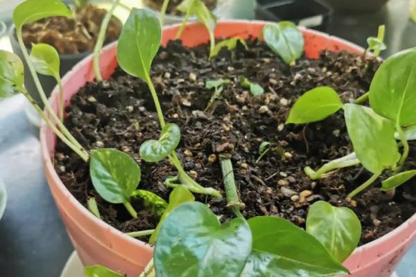 绿萝如何安全过冬,冬季可暂停施肥