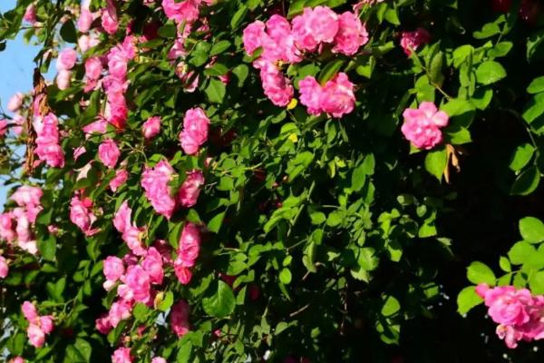 蔷薇花的种植时间和方法,一般在9-10月份种植