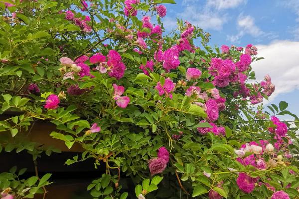 蔷薇花的种植时间和方法,一般在9-10月份种植