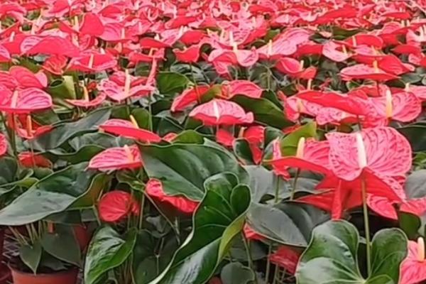 红掌夏季养护注意事项,夏季要转移到通风阴凉处养护