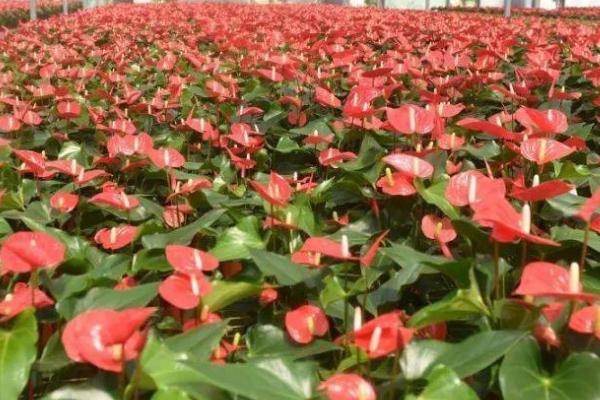 红掌夏季养护注意事项,夏季要转移到通风阴凉处养护