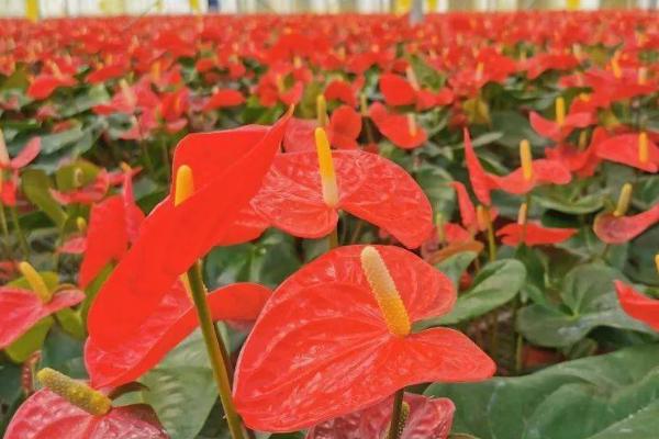 红掌夏季养护注意事项,夏季要转移到通风阴凉处养护