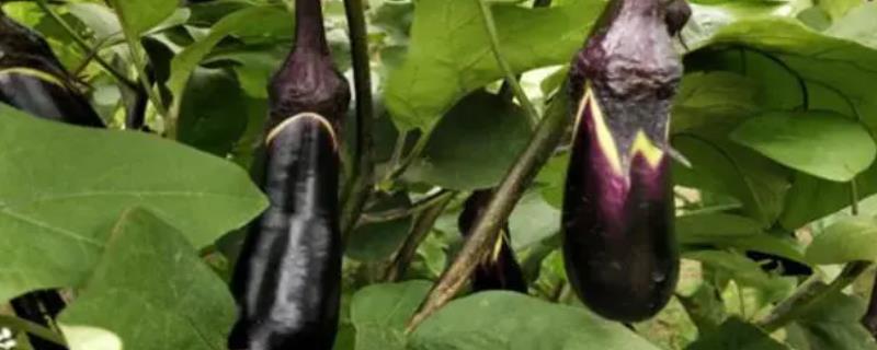 茄子发白的原因，可能是温度过低或光照不足导致的