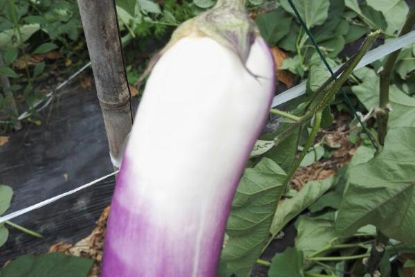 茄子发白的原因,可能是温度过低或光照不足导致的