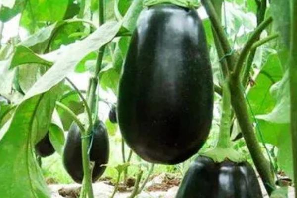 茄子发白的原因,可能是温度过低或光照不足导致的