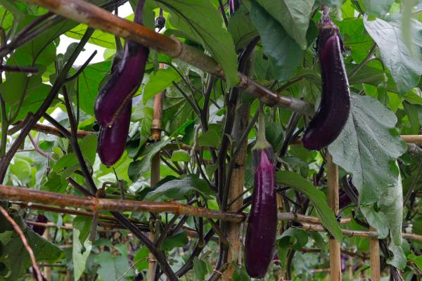 茄子发白的原因,可能是温度过低或光照不足导致的