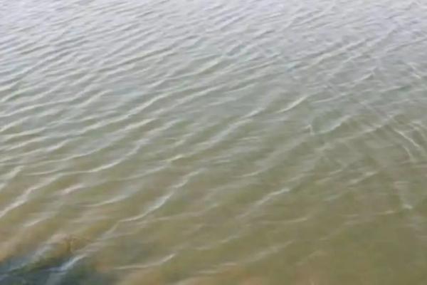 虾塘浓绿水怎么调清,要定期进行循环活水