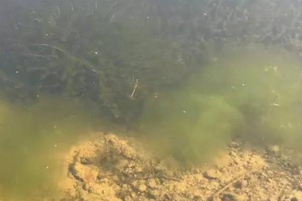 虾塘浓绿水怎么调清,要定期进行循环活水