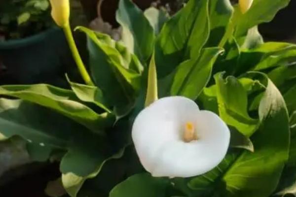 马蹄莲花变绿如何处理,需及时进行修剪