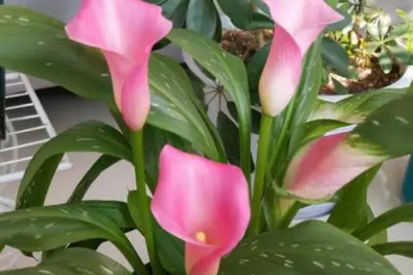 马蹄莲花变绿如何处理,需及时进行修剪