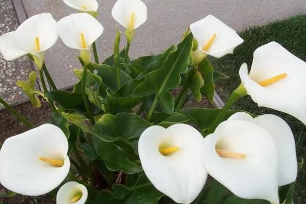 马蹄莲花变绿如何处理,需及时进行修剪