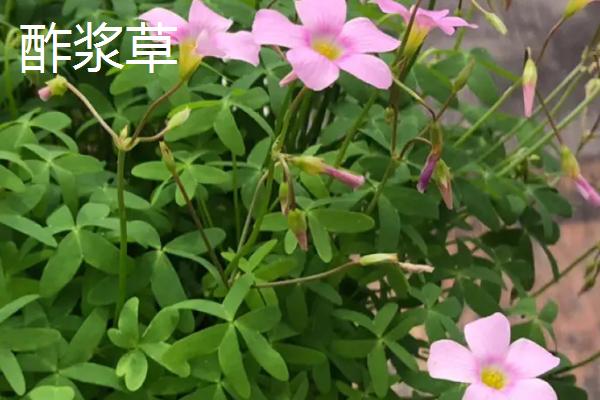 酢浆草是三叶草吗,二者品种不同