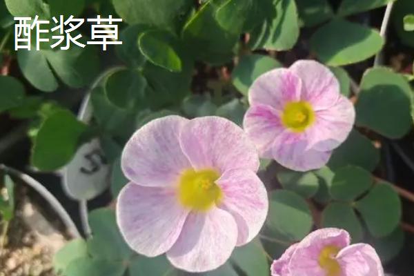 酢浆草是三叶草吗,二者品种不同