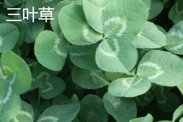 酢浆草是三叶草吗,二者品种不同