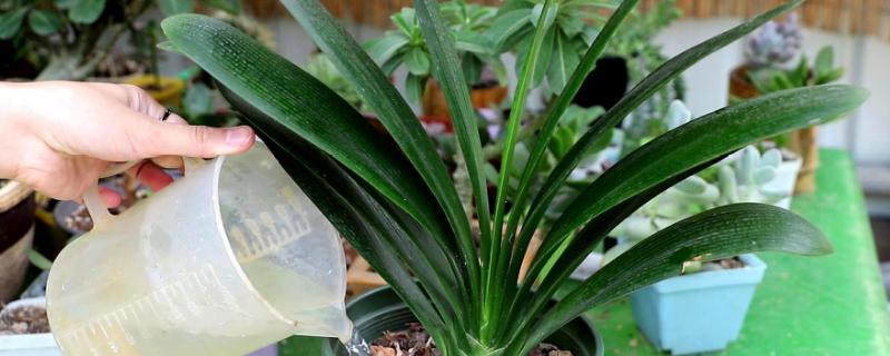 君子兰多久施肥一次，每隔20天为植株提供一次养分