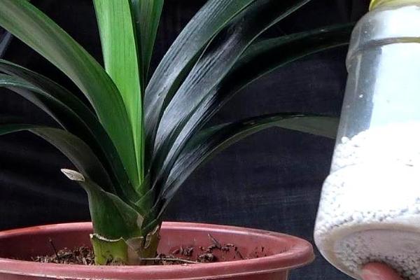 君子兰多久施肥一次,每隔20天为植株提供一次养分