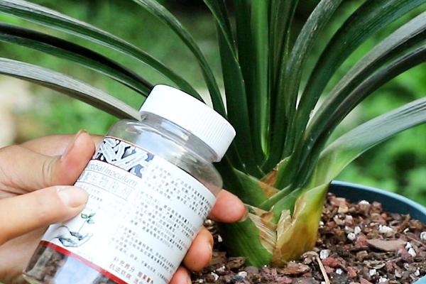君子兰多久施肥一次,每隔20天为植株提供一次养分