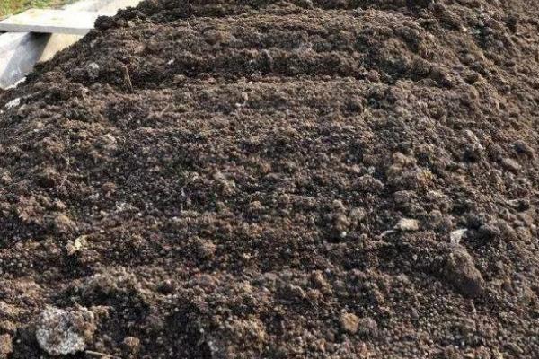 君子兰多久施肥一次,每隔20天为植株提供一次养分