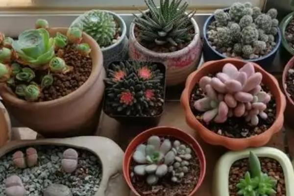 多肉夏天怎么养,不太建议施肥