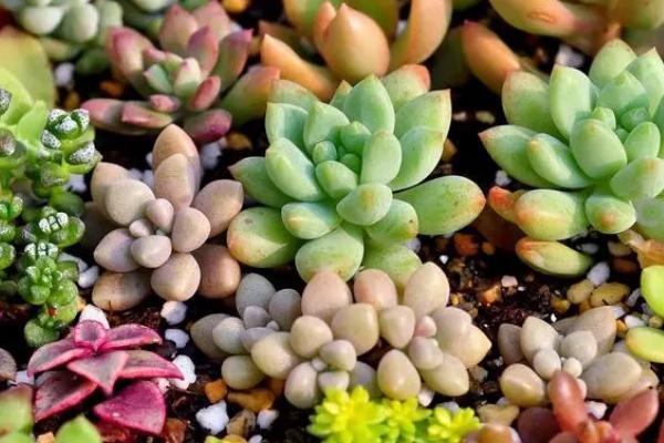 多肉夏天怎么养,不太建议施肥