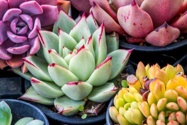 多肉夏天怎么养,不太建议施肥