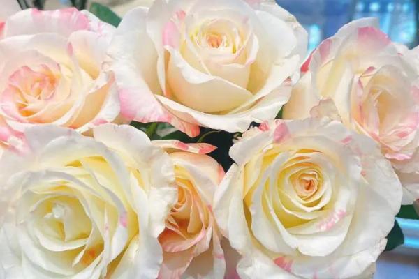 霓裳玫瑰的花语,寓意你的容貌让我动容