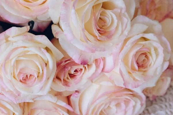 霓裳玫瑰的花语,寓意你的容貌让我动容