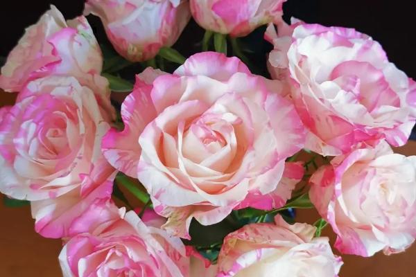 霓裳玫瑰的花语,寓意你的容貌让我动容