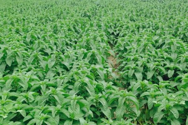 如何防止野猪吃庄稼,可以在庄稼外围种上薄荷或打木桩