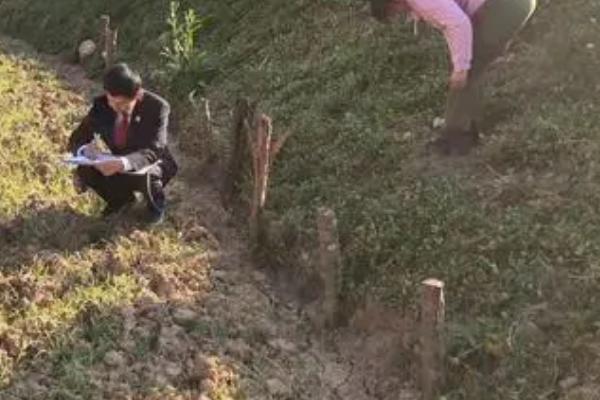 如何防止野猪吃庄稼,可以在庄稼外围种上薄荷或打木桩