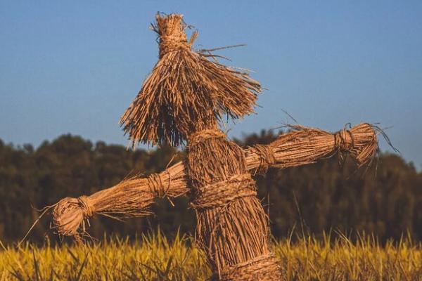 如何防止野猪吃庄稼,可以在庄稼外围种上薄荷或打木桩