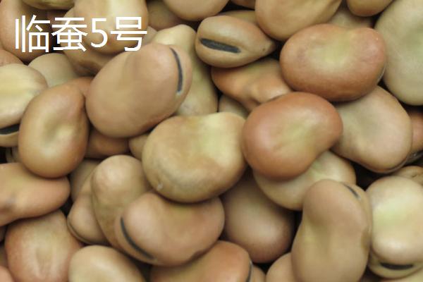 蚕豆和兰花豆有什么区别,兰花豆是用蚕豆加工出来的食品
